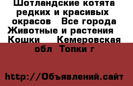 Шотландские котята редких и красивых  окрасов - Все города Животные и растения » Кошки   . Кемеровская обл.,Топки г.